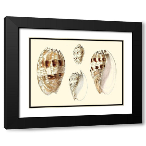 Splendid Shells VIII Black Modern Wood Framed Art Print with Double Matting by Vision Studio