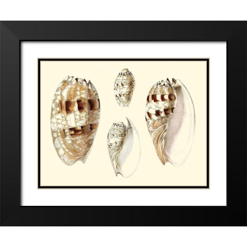 Splendid Shells VIII Black Modern Wood Framed Art Print with Double Matting by Vision Studio