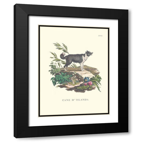 French Dogs II Black Modern Wood Framed Art Print with Double Matting by Unknown
