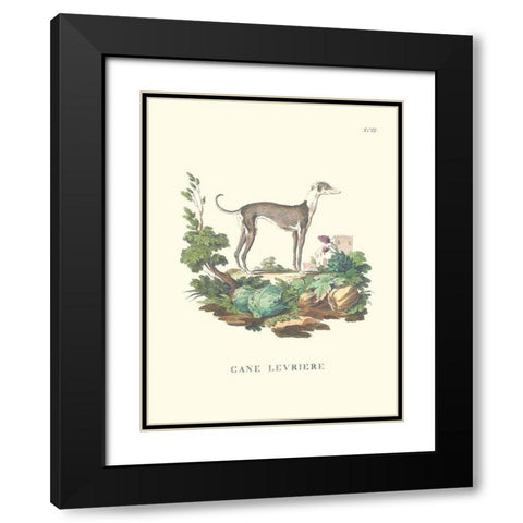 French Dogs III Black Modern Wood Framed Art Print with Double Matting by Unknown