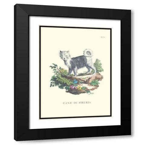 French Dogs IV Black Modern Wood Framed Art Print with Double Matting by Unknown