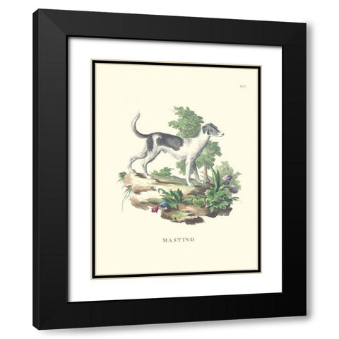 French Dogs VI Black Modern Wood Framed Art Print with Double Matting by Unknown