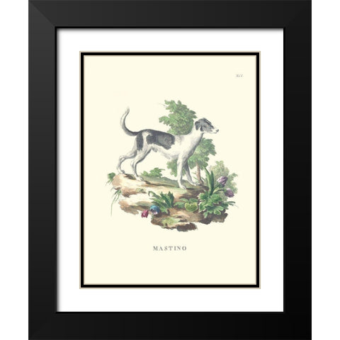 French Dogs VI Black Modern Wood Framed Art Print with Double Matting by Unknown