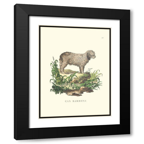 French Dogs XII Black Modern Wood Framed Art Print with Double Matting by Unknown