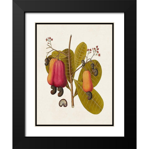 Exotic Botanicals I Black Modern Wood Framed Art Print with Double Matting by Unknown