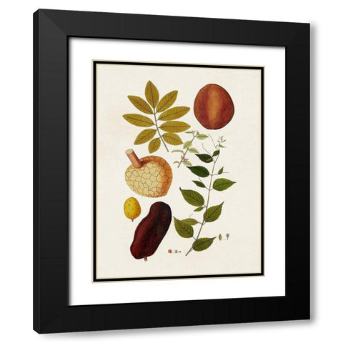 Exotic Botanicals III Black Modern Wood Framed Art Print with Double Matting by Unknown