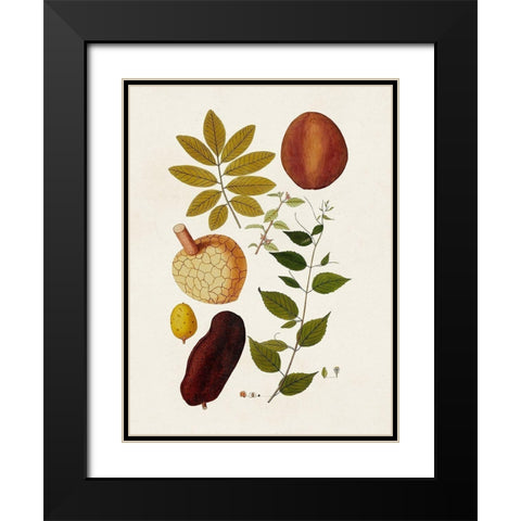 Exotic Botanicals III Black Modern Wood Framed Art Print with Double Matting by Unknown