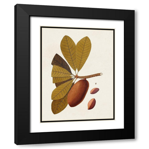 Exotic Botanicals IV Black Modern Wood Framed Art Print with Double Matting by Unknown