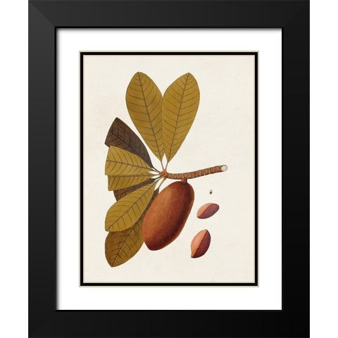 Exotic Botanicals IV Black Modern Wood Framed Art Print with Double Matting by Unknown