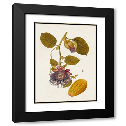 Exotic Botanicals V Black Modern Wood Framed Art Print with Double Matting by Unknown
