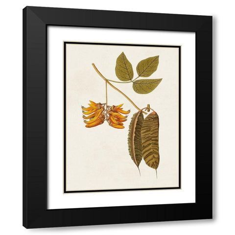 Exotic Botanicals VI Black Modern Wood Framed Art Print with Double Matting by Unknown