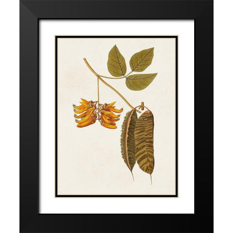 Exotic Botanicals VI Black Modern Wood Framed Art Print with Double Matting by Unknown