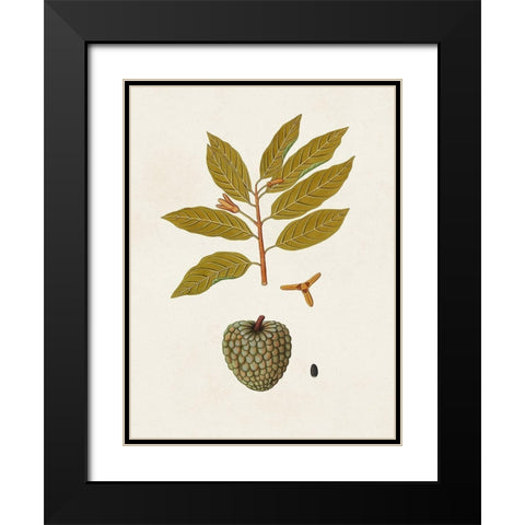 Exotic Botanicals VII Black Modern Wood Framed Art Print with Double Matting by Unknown