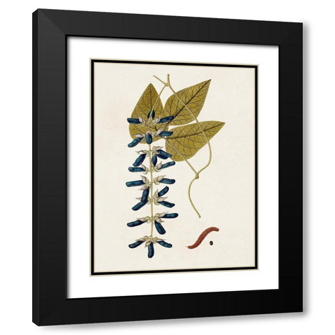 Exotic Botanicals VIII Black Modern Wood Framed Art Print with Double Matting by Unknown