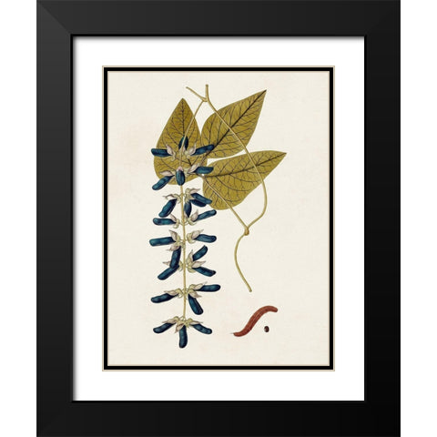 Exotic Botanicals VIII Black Modern Wood Framed Art Print with Double Matting by Unknown