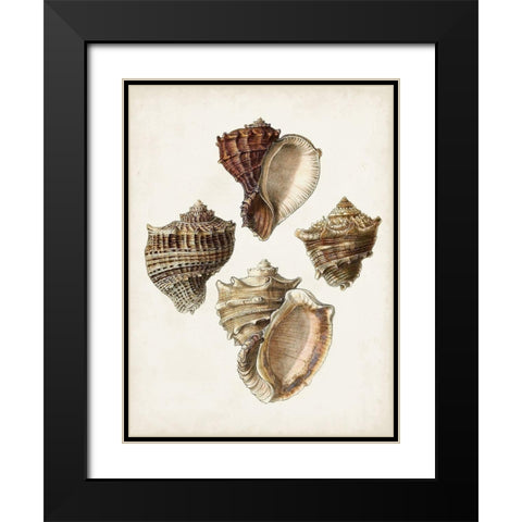 Sowerby Shells I Black Modern Wood Framed Art Print with Double Matting by Sowerby, James