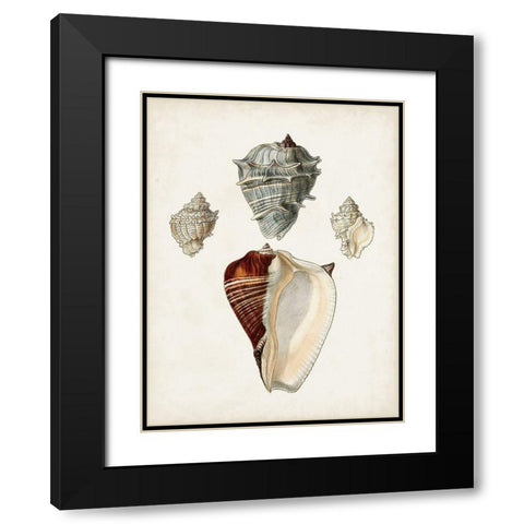 Sowerby Shells II Black Modern Wood Framed Art Print with Double Matting by Sowerby, James