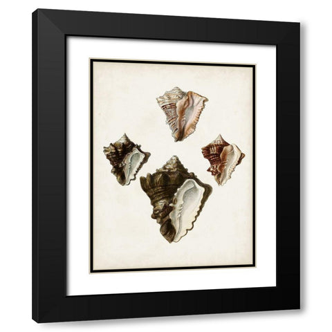 Sowerby Shells III Black Modern Wood Framed Art Print with Double Matting by Sowerby, James