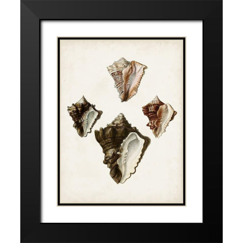 Sowerby Shells III Black Modern Wood Framed Art Print with Double Matting by Sowerby, James