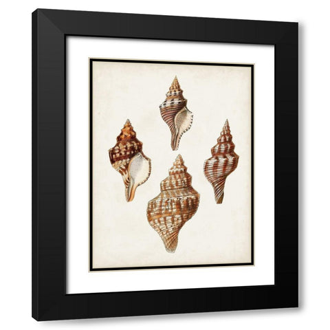 Sowerby Shells IV Black Modern Wood Framed Art Print with Double Matting by Sowerby, James