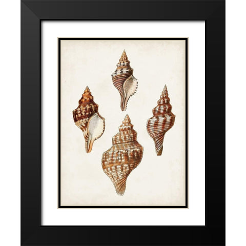 Sowerby Shells IV Black Modern Wood Framed Art Print with Double Matting by Sowerby, James