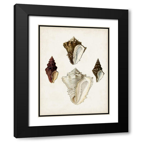 Sowerby Shells V Black Modern Wood Framed Art Print with Double Matting by Sowerby, James