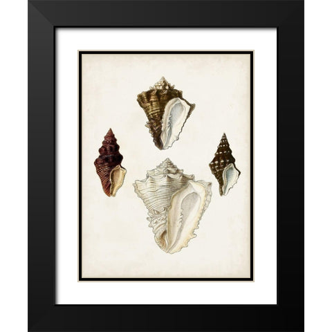 Sowerby Shells V Black Modern Wood Framed Art Print with Double Matting by Sowerby, James