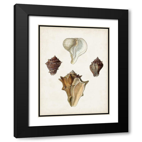 Sowerby Shells VI Black Modern Wood Framed Art Print with Double Matting by Sowerby, James