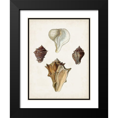 Sowerby Shells VI Black Modern Wood Framed Art Print with Double Matting by Sowerby, James