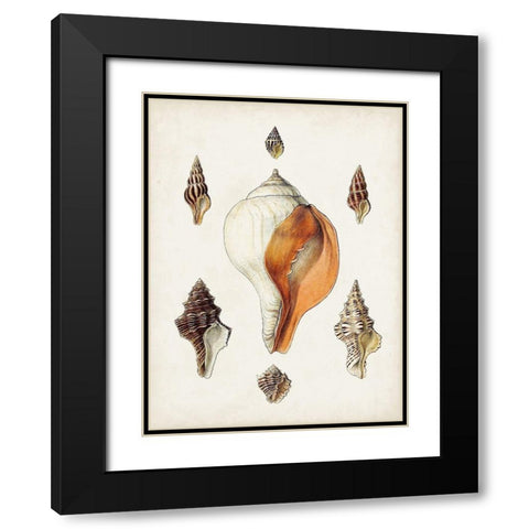 Sowerby Shells VII Black Modern Wood Framed Art Print with Double Matting by Sowerby, James