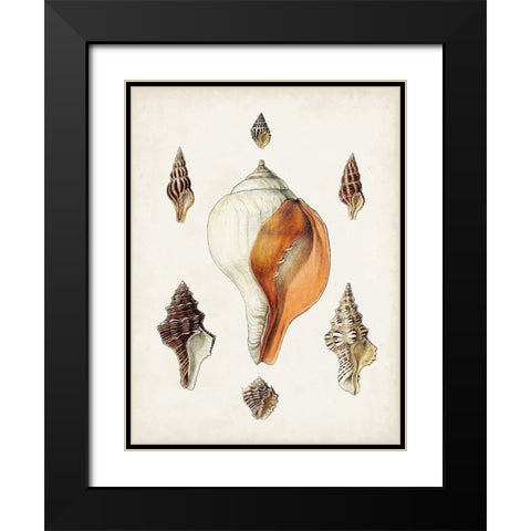 Sowerby Shells VII Black Modern Wood Framed Art Print with Double Matting by Sowerby, James