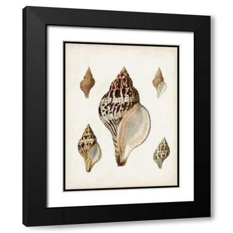 Sowerby Shells VIII Black Modern Wood Framed Art Print with Double Matting by Sowerby, James