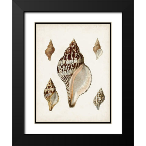 Sowerby Shells VIII Black Modern Wood Framed Art Print with Double Matting by Sowerby, James
