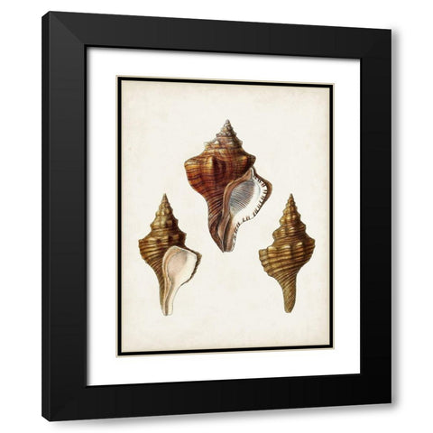Sowerby Shells IX Black Modern Wood Framed Art Print with Double Matting by Sowerby, James