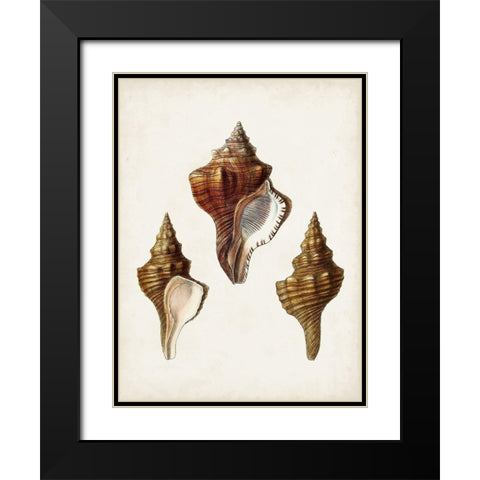 Sowerby Shells IX Black Modern Wood Framed Art Print with Double Matting by Sowerby, James