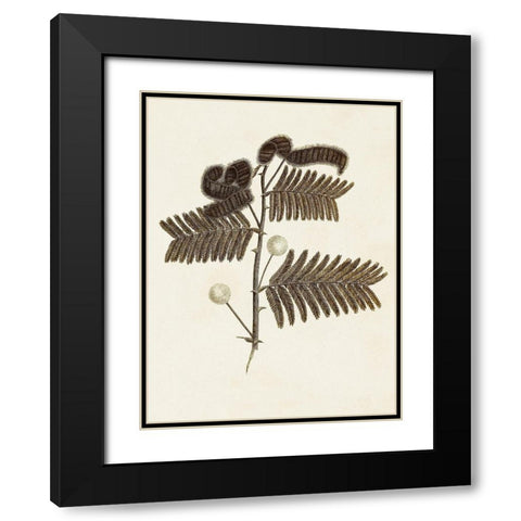 Sepia Botanicals I Black Modern Wood Framed Art Print with Double Matting by Vision Studio