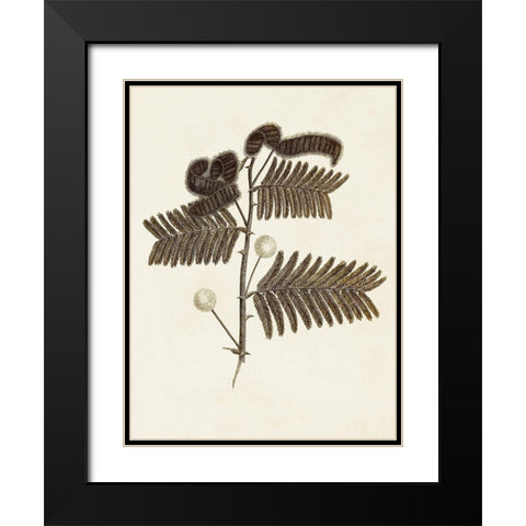 Sepia Botanicals I Black Modern Wood Framed Art Print with Double Matting by Vision Studio