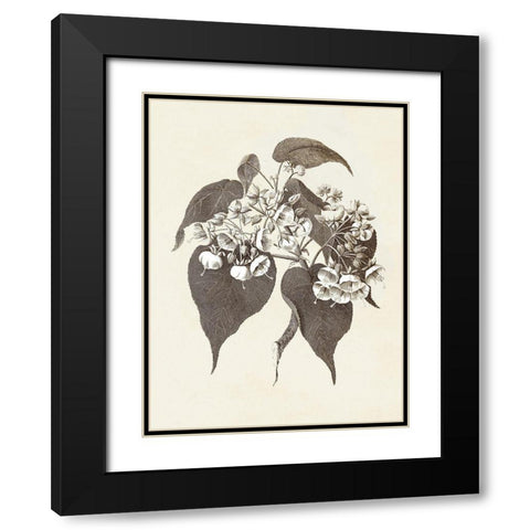 Sepia Botanicals II Black Modern Wood Framed Art Print with Double Matting by Vision Studio