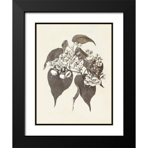 Sepia Botanicals II Black Modern Wood Framed Art Print with Double Matting by Vision Studio