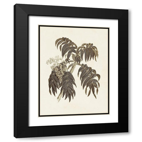 Sepia Botanicals III Black Modern Wood Framed Art Print with Double Matting by Vision Studio