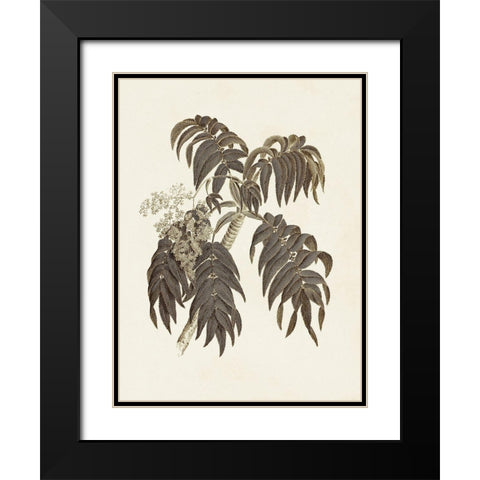 Sepia Botanicals III Black Modern Wood Framed Art Print with Double Matting by Vision Studio