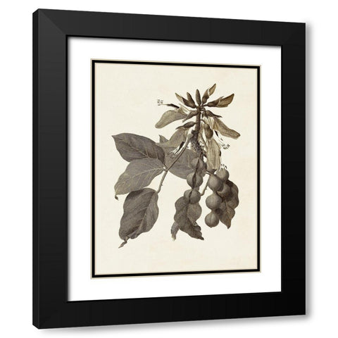 Sepia Botanicals IV Black Modern Wood Framed Art Print with Double Matting by Vision Studio