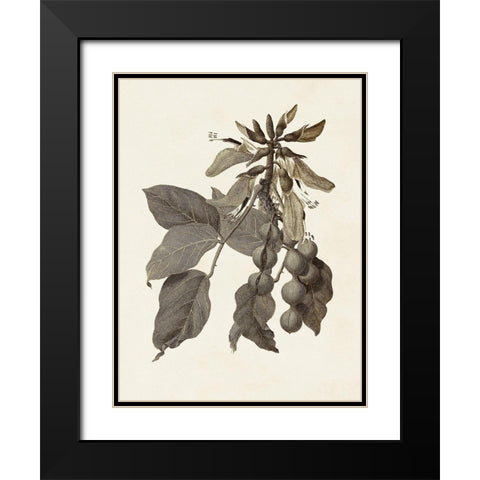 Sepia Botanicals IV Black Modern Wood Framed Art Print with Double Matting by Vision Studio