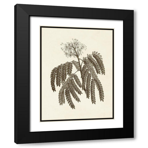 Sepia Botanicals V Black Modern Wood Framed Art Print with Double Matting by Vision Studio