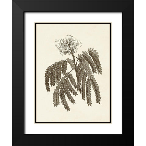 Sepia Botanicals V Black Modern Wood Framed Art Print with Double Matting by Vision Studio