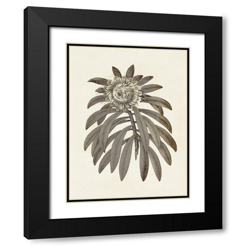 Sepia Botanicals VI Black Modern Wood Framed Art Print with Double Matting by Vision Studio