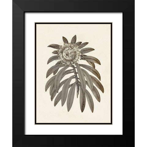 Sepia Botanicals VI Black Modern Wood Framed Art Print with Double Matting by Vision Studio