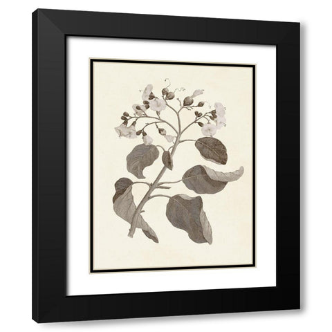 Sepia Botanicals VII Black Modern Wood Framed Art Print with Double Matting by Vision Studio