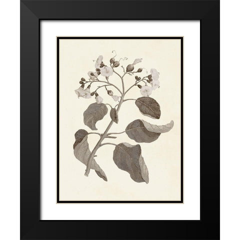 Sepia Botanicals VII Black Modern Wood Framed Art Print with Double Matting by Vision Studio