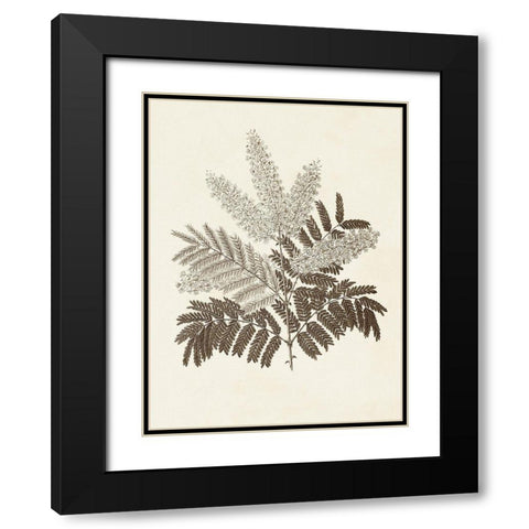 Sepia Botanicals VIII Black Modern Wood Framed Art Print with Double Matting by Vision Studio